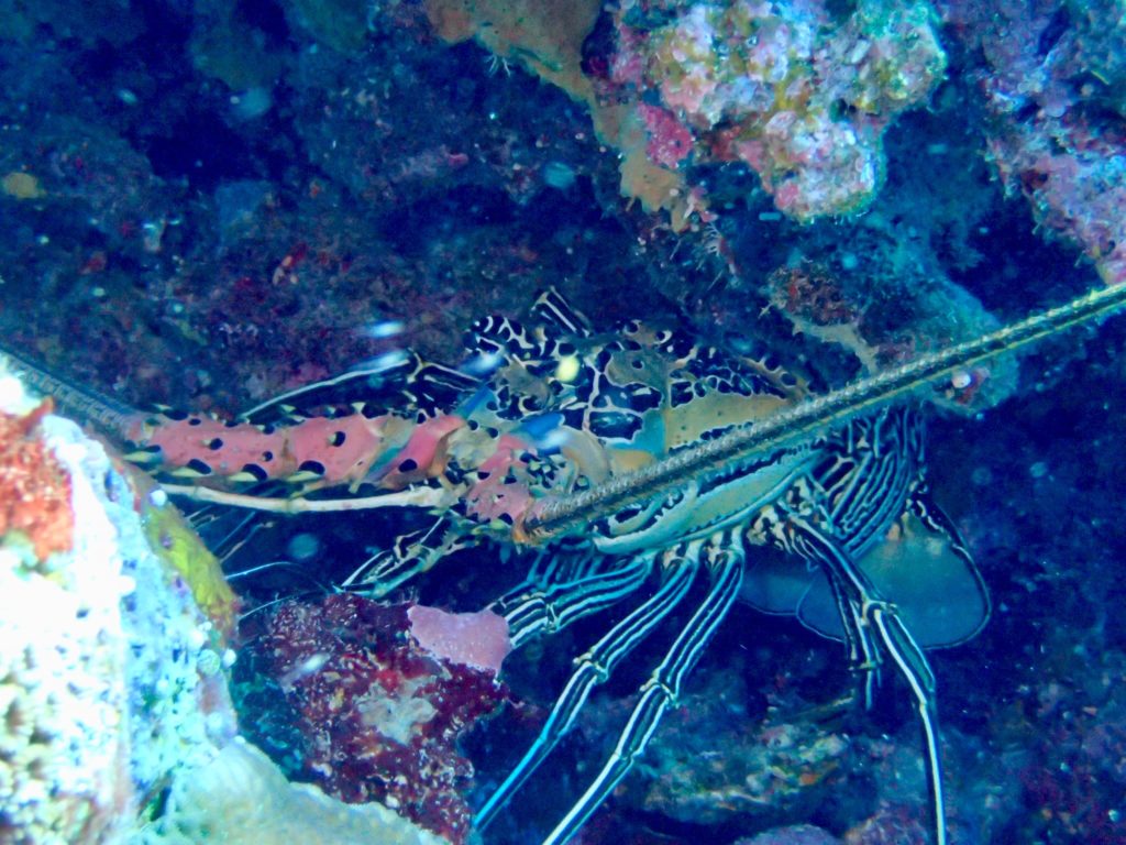 20180605西表島