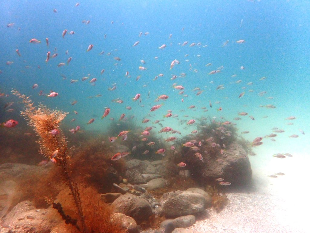 20180609恋の浦