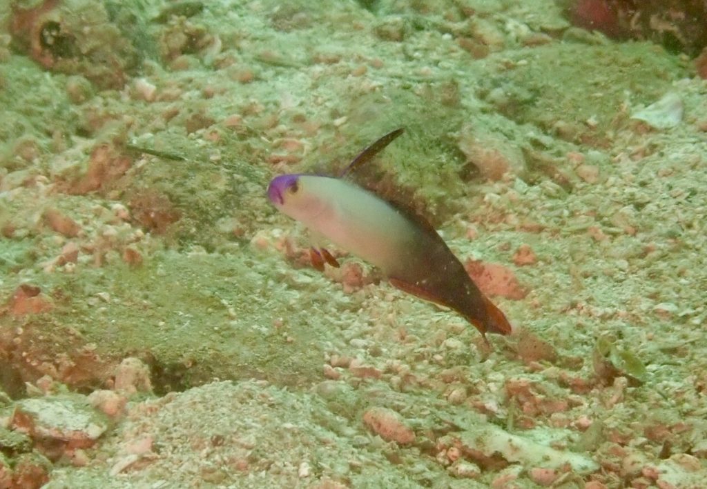 20180725柏島