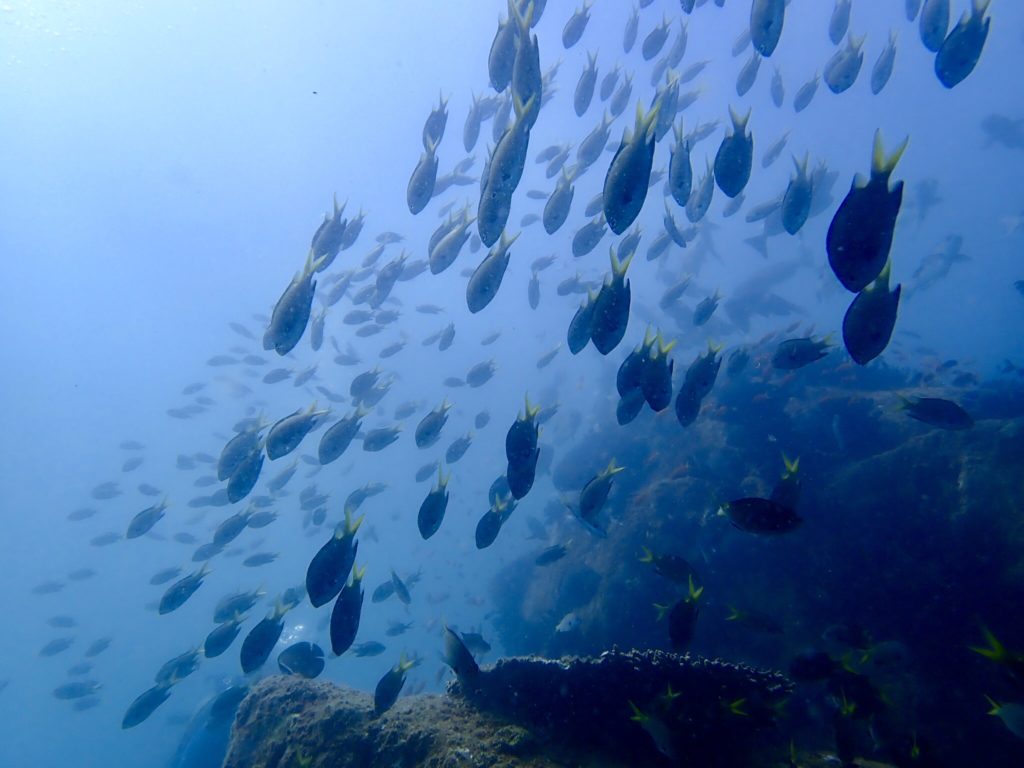 20180724柏島