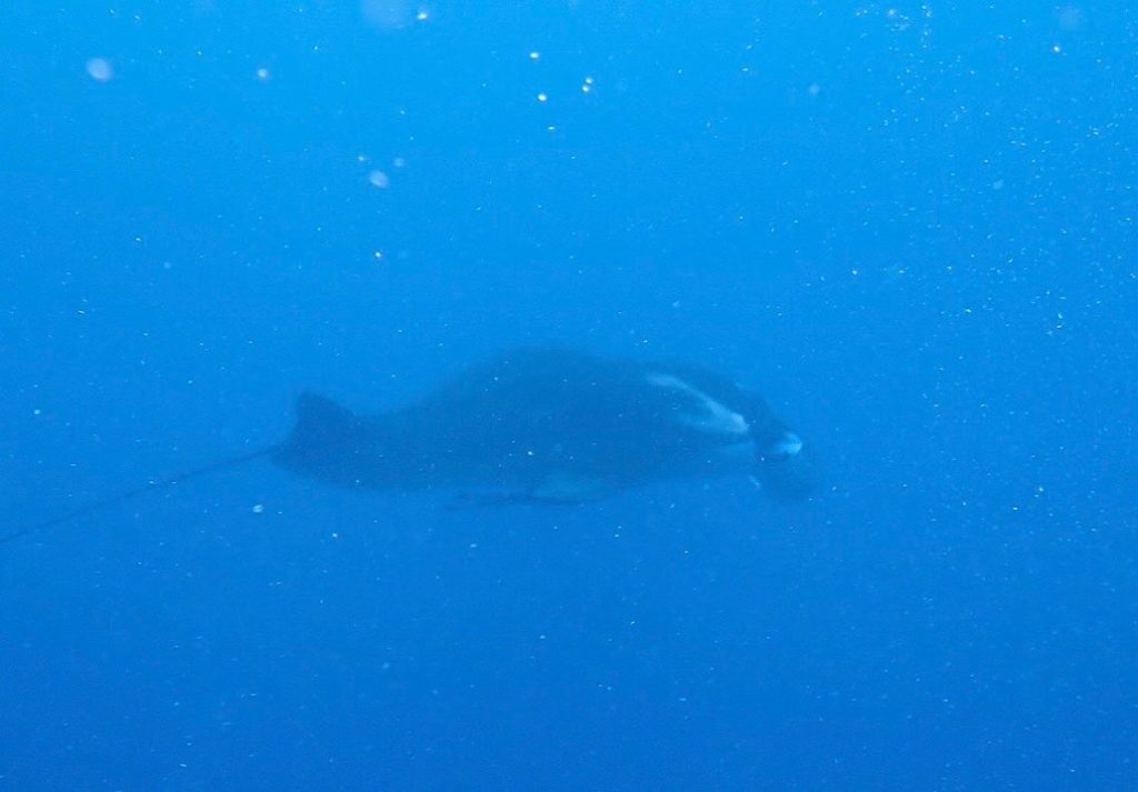 29180814石垣島