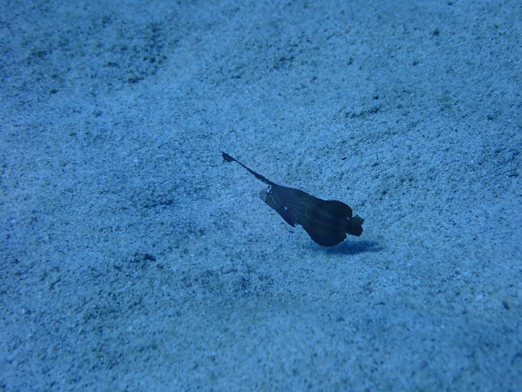 ２０１８１０２３奄美大島