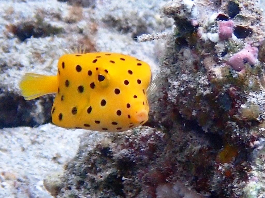 20191021奄美大島