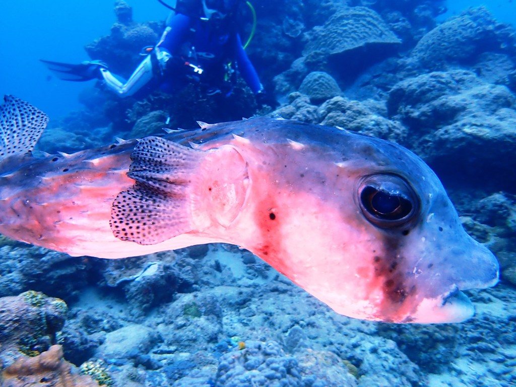 20191020奄美大島