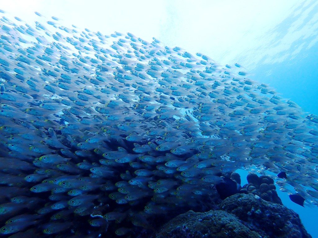 20191020奄美大島