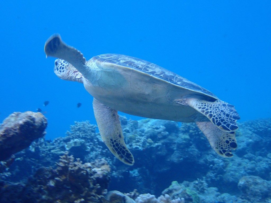 20191020奄美大島