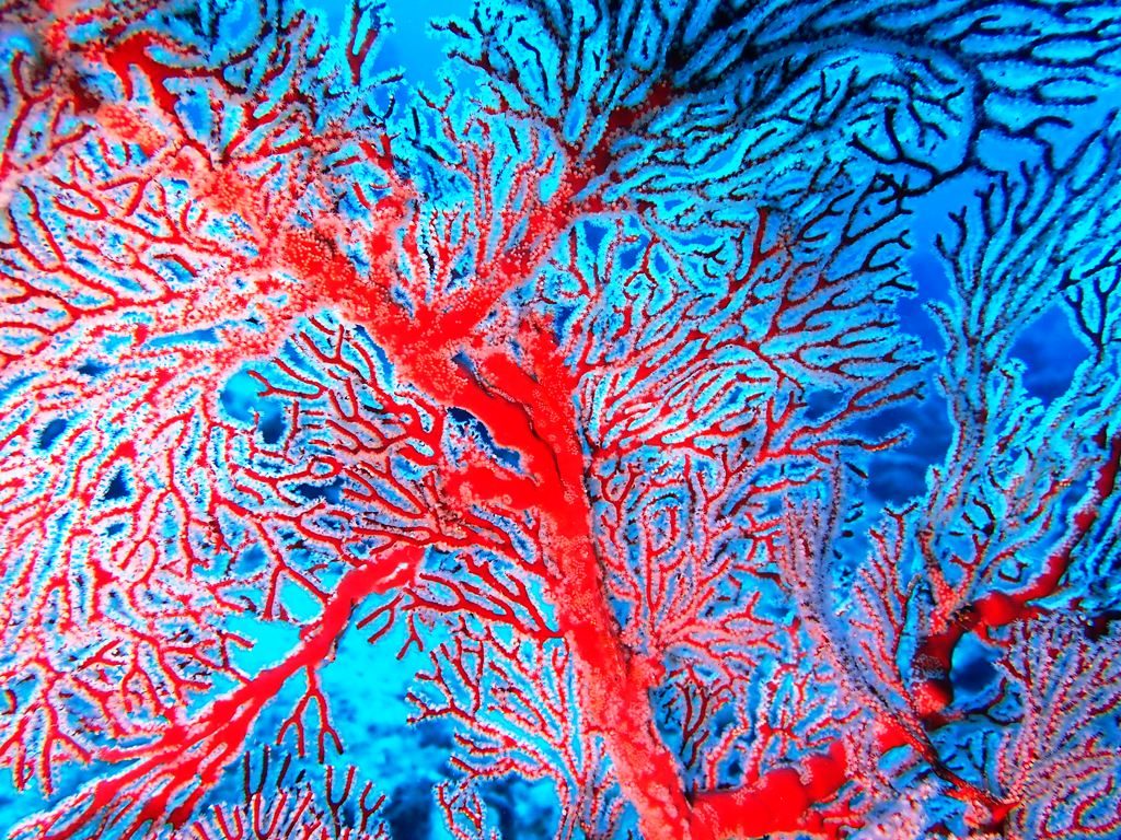 20191021奄美大島