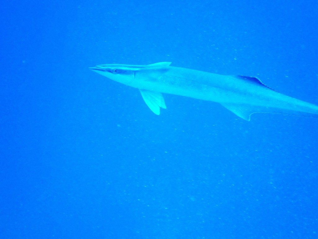 20191021奄美大島