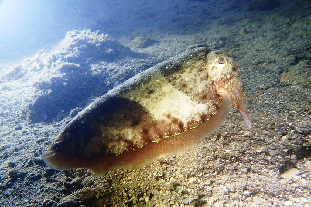 20191115恋の浦ナイト