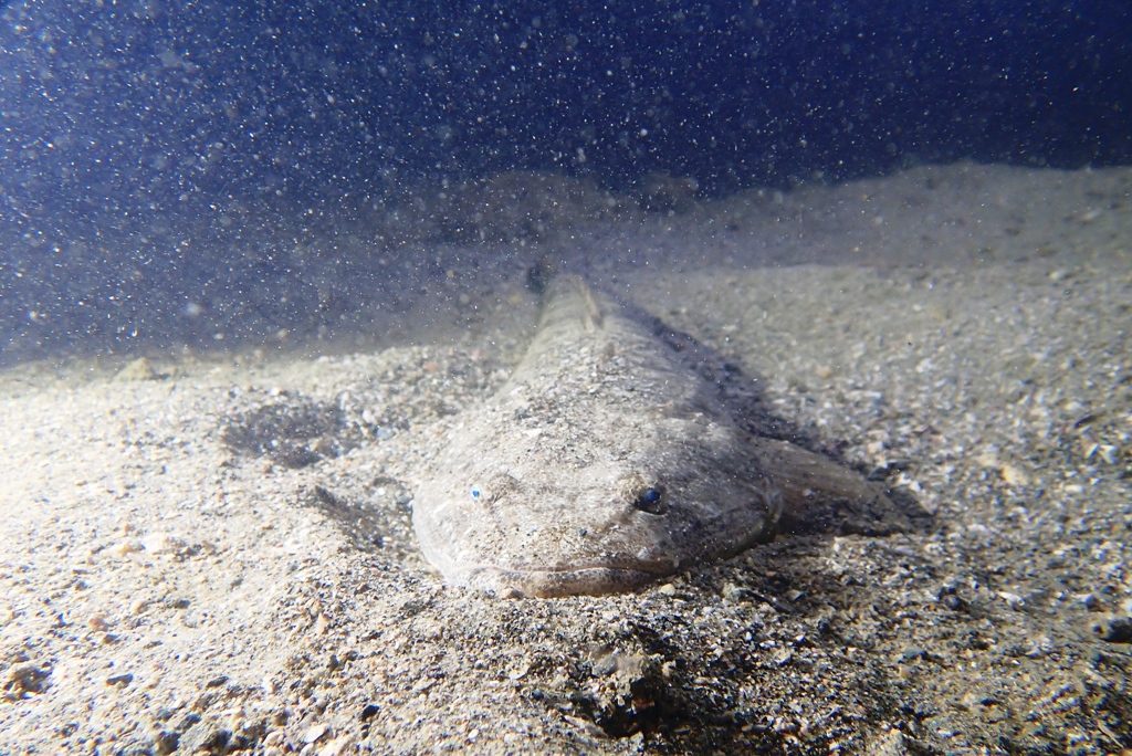 20191115恋の浦ナイト