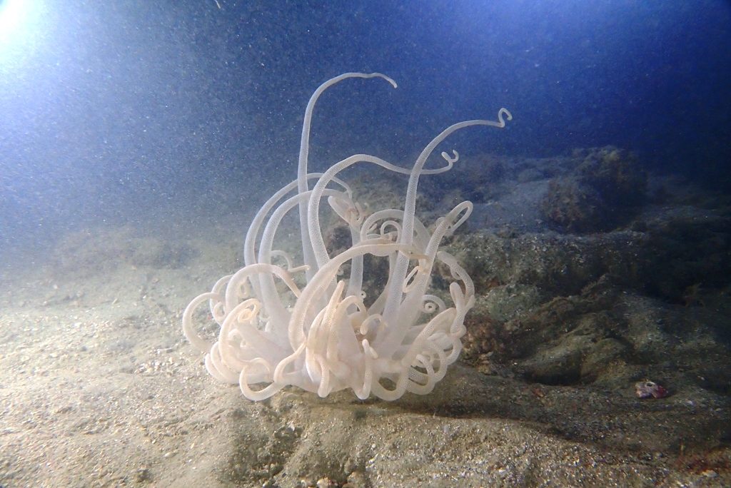 20191115恋の浦ナイト