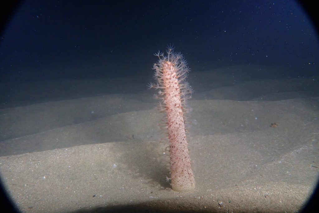 20191115恋の浦ナイト
