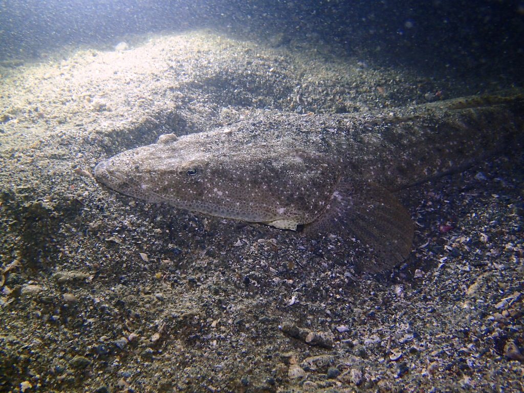 20191115恋の浦ナイト