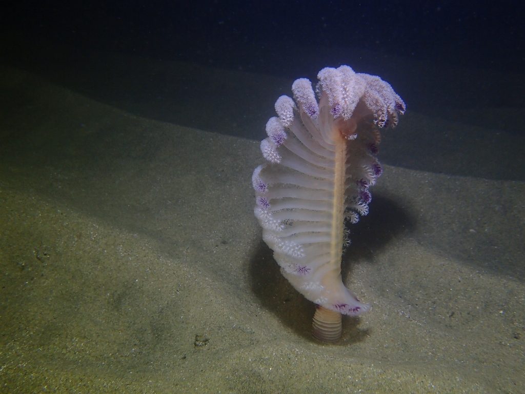 20191115恋の浦ナイト