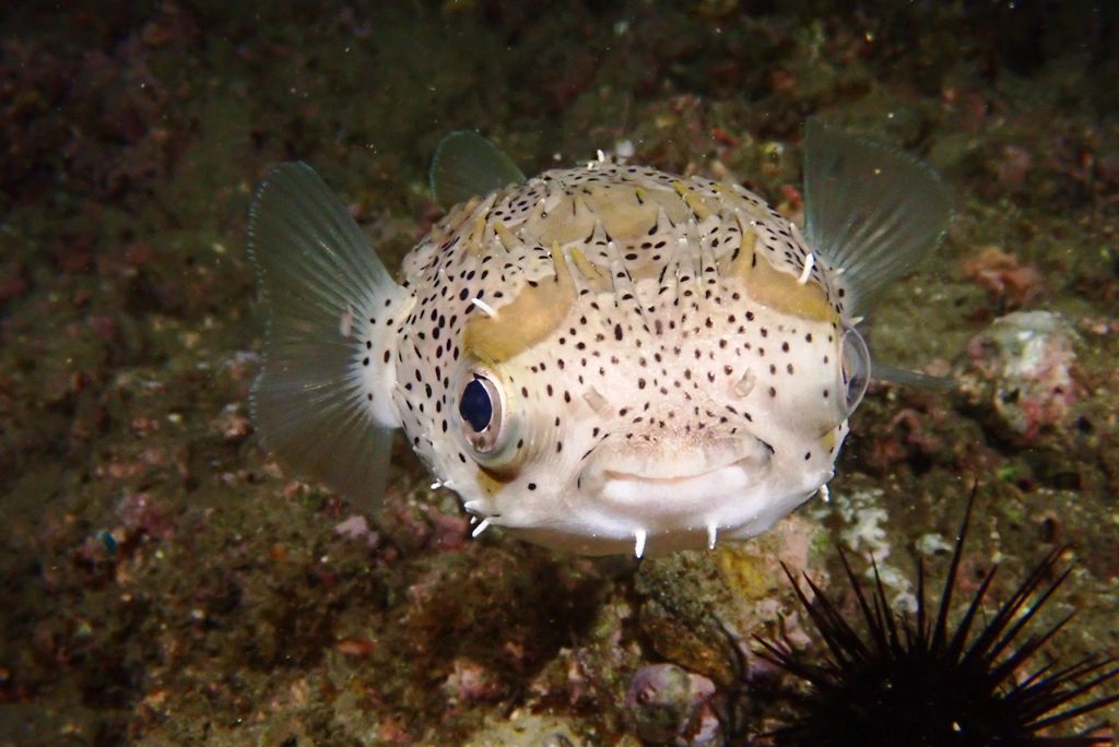 20191220恋の浦ナイト