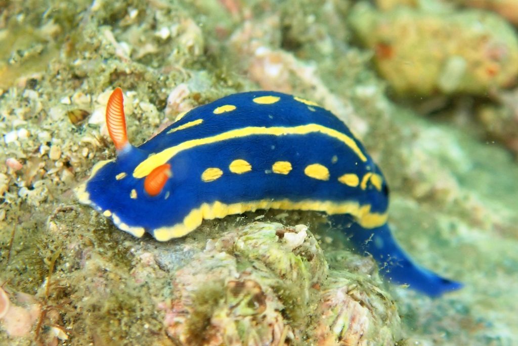 20200404恋の浦