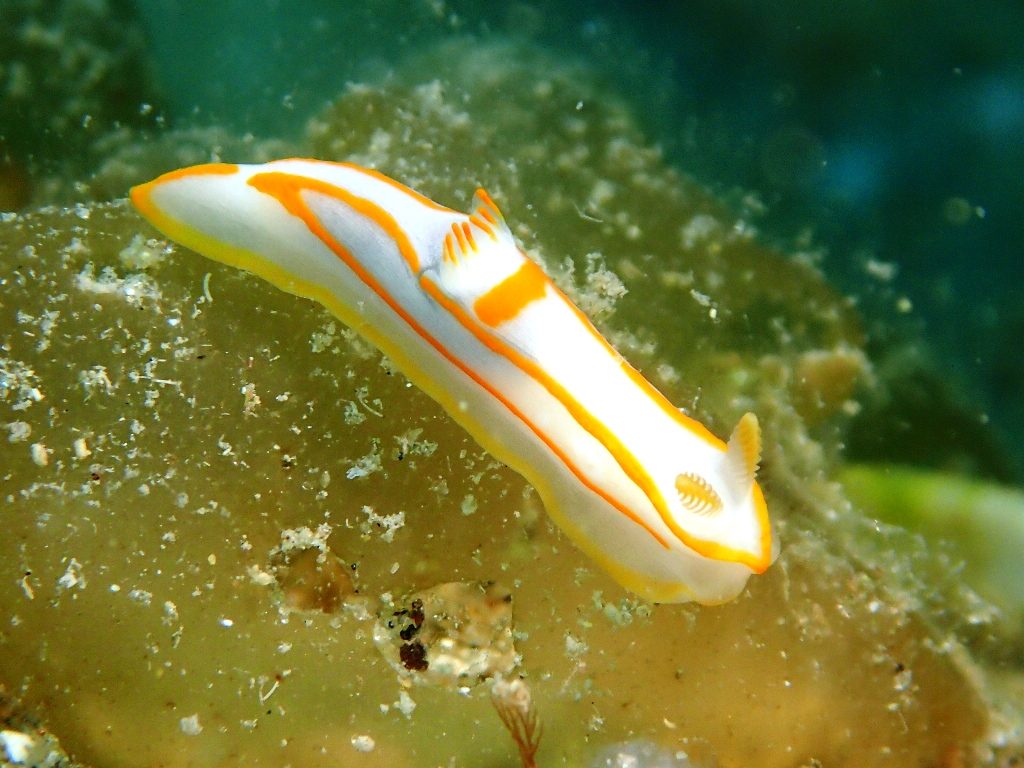 20200404恋の浦