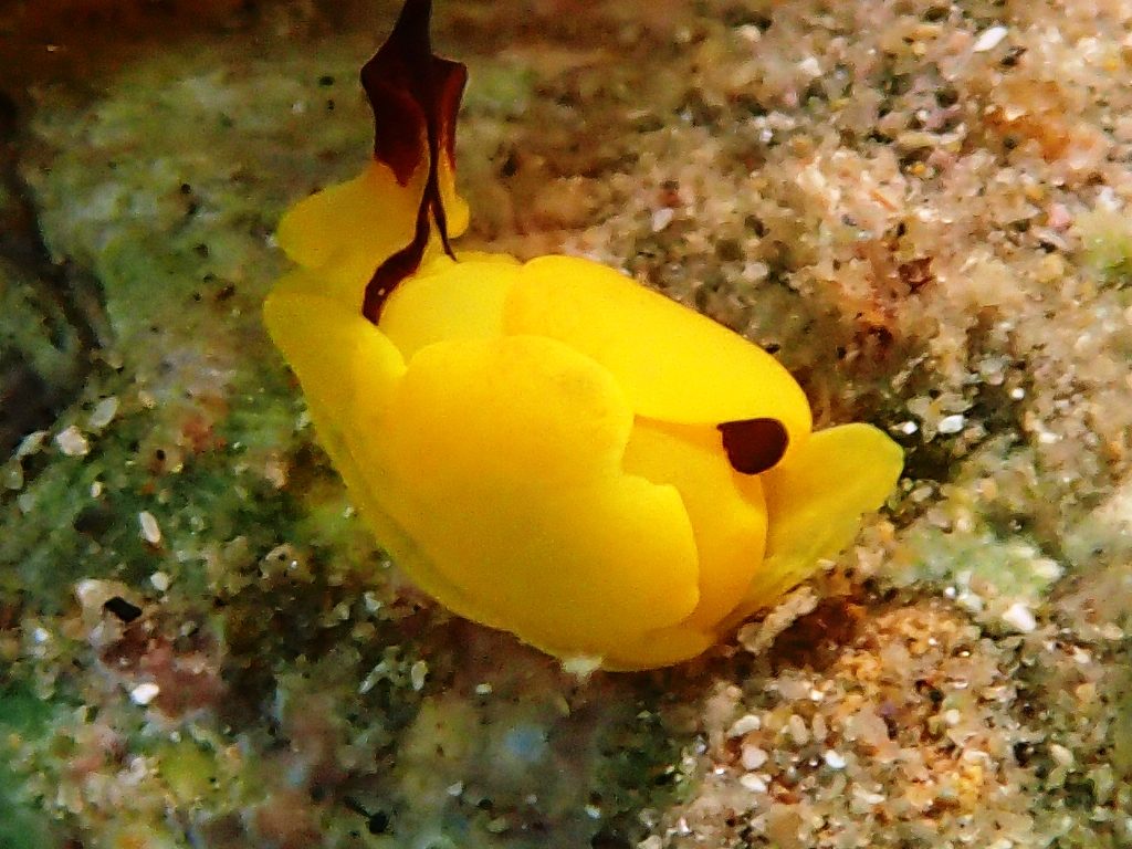 20200404恋の浦