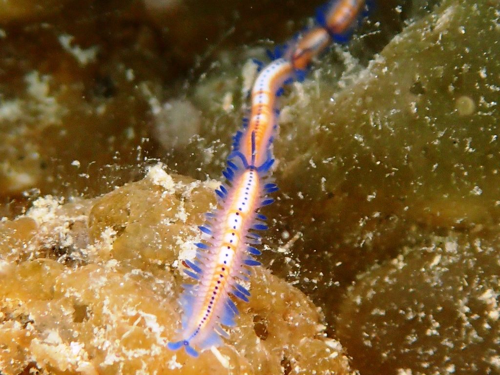 20200404恋の浦