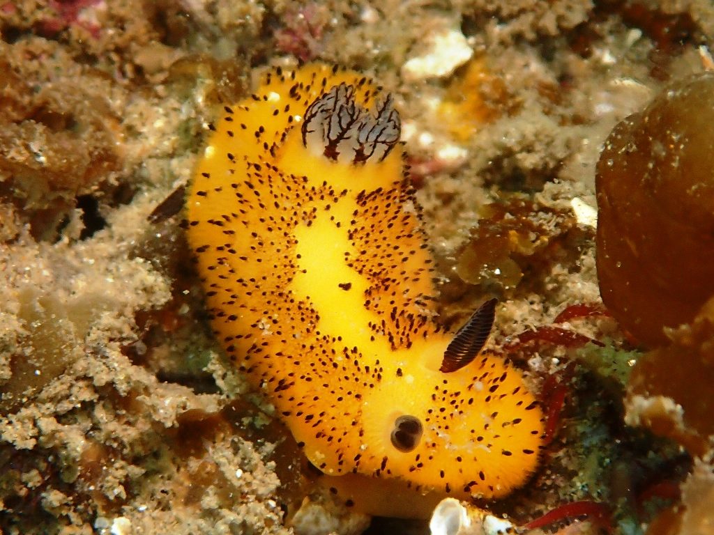 20200404恋の浦