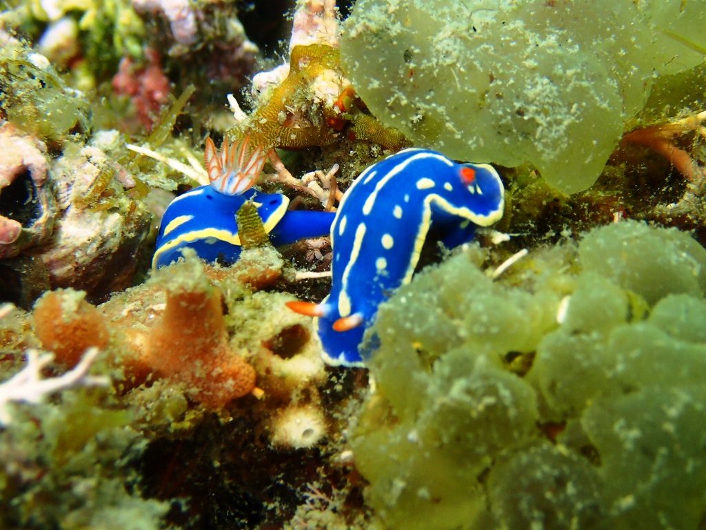 20200606恋の浦