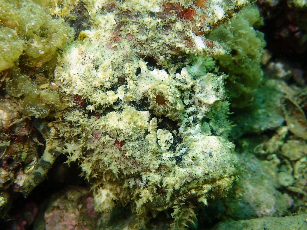 20200606恋の浦