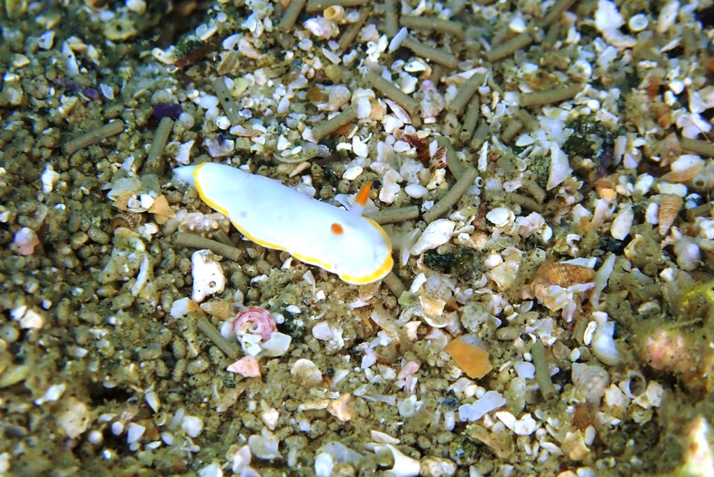 20200606恋の浦