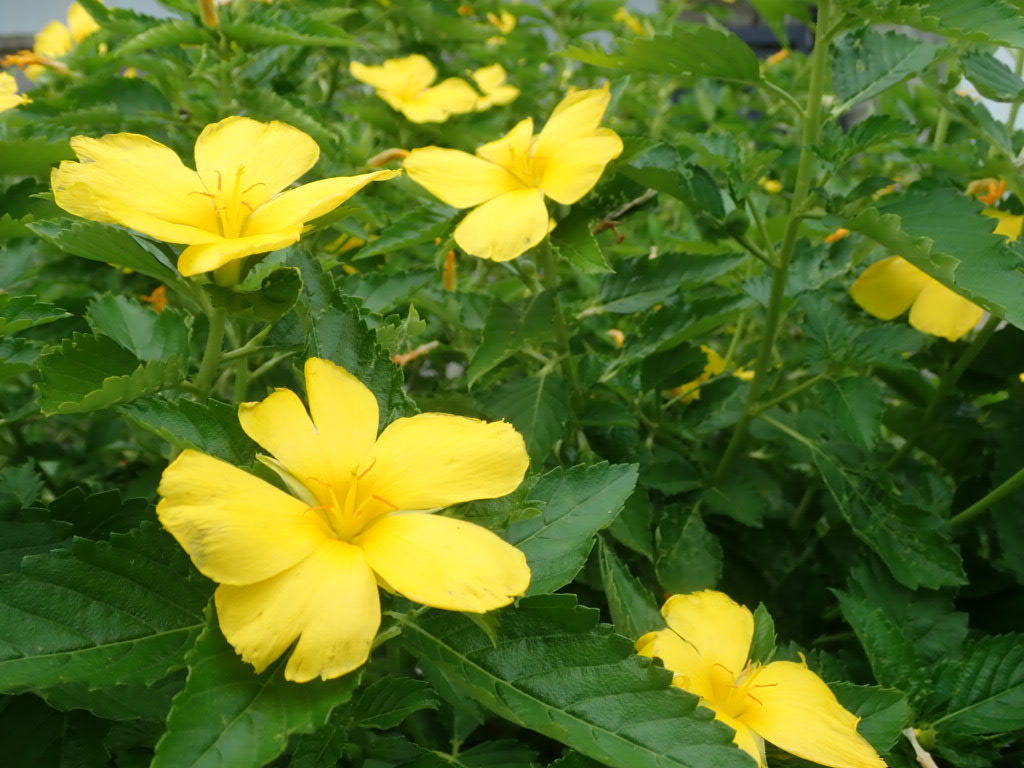 20200725伊平屋島