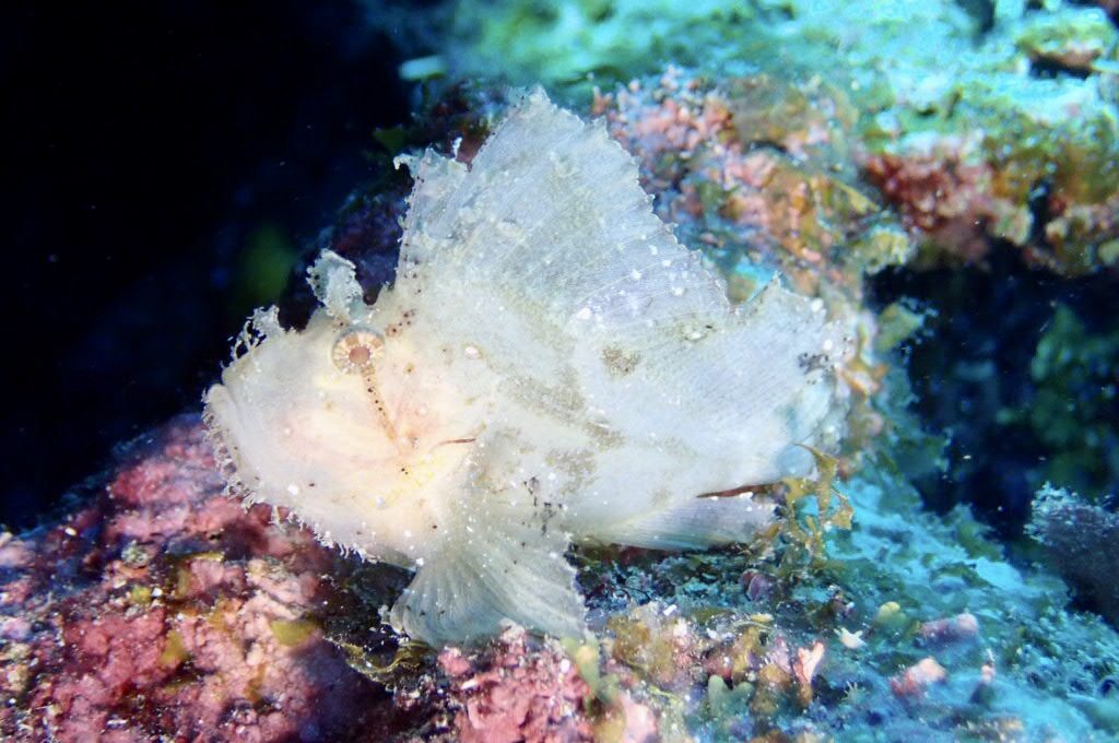 20200724伊平屋島