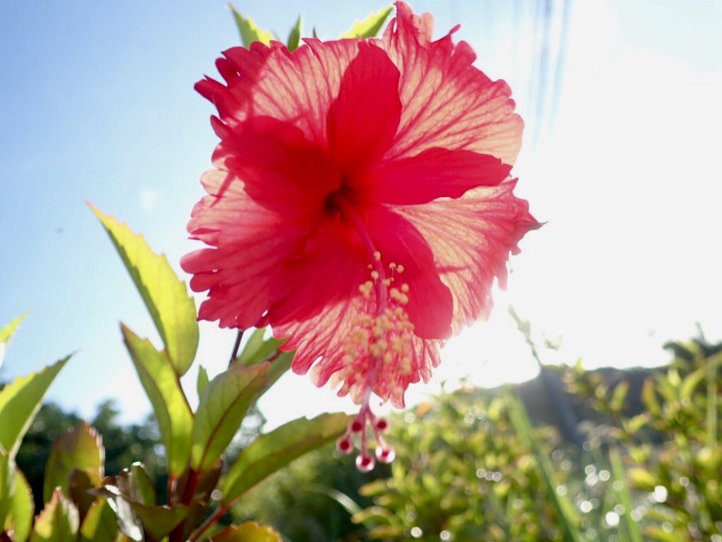 20200724伊平屋島