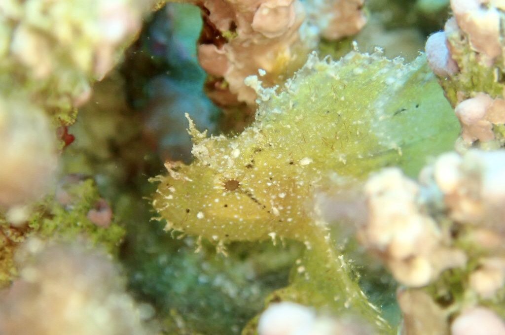 20200724伊平屋島