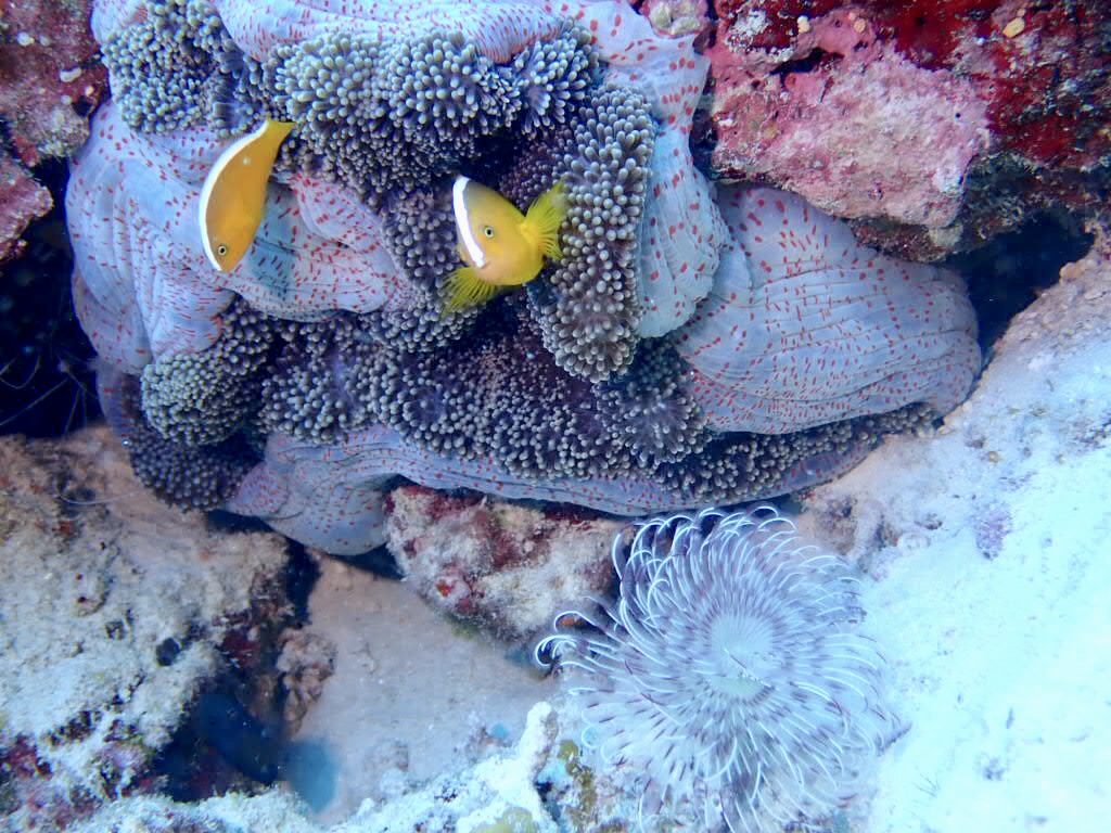 20200725伊平屋島