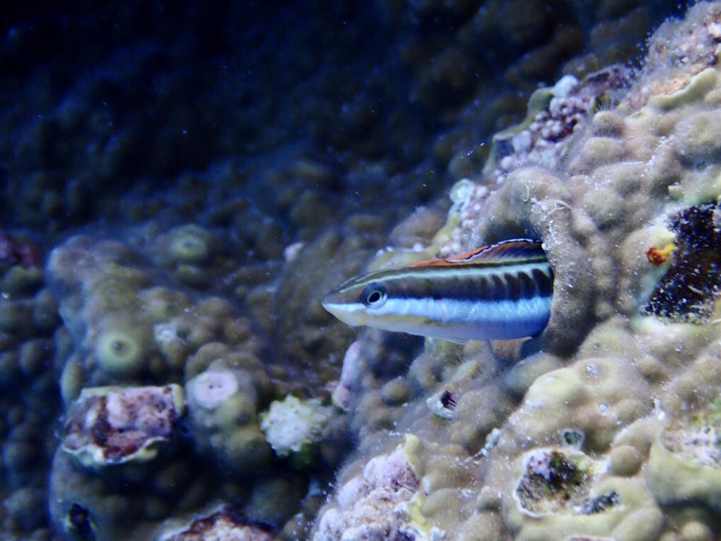 20200724伊平屋島