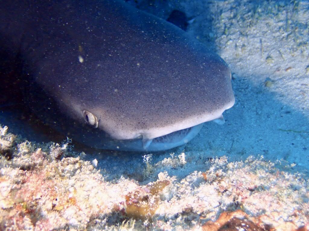 20200725伊平屋島