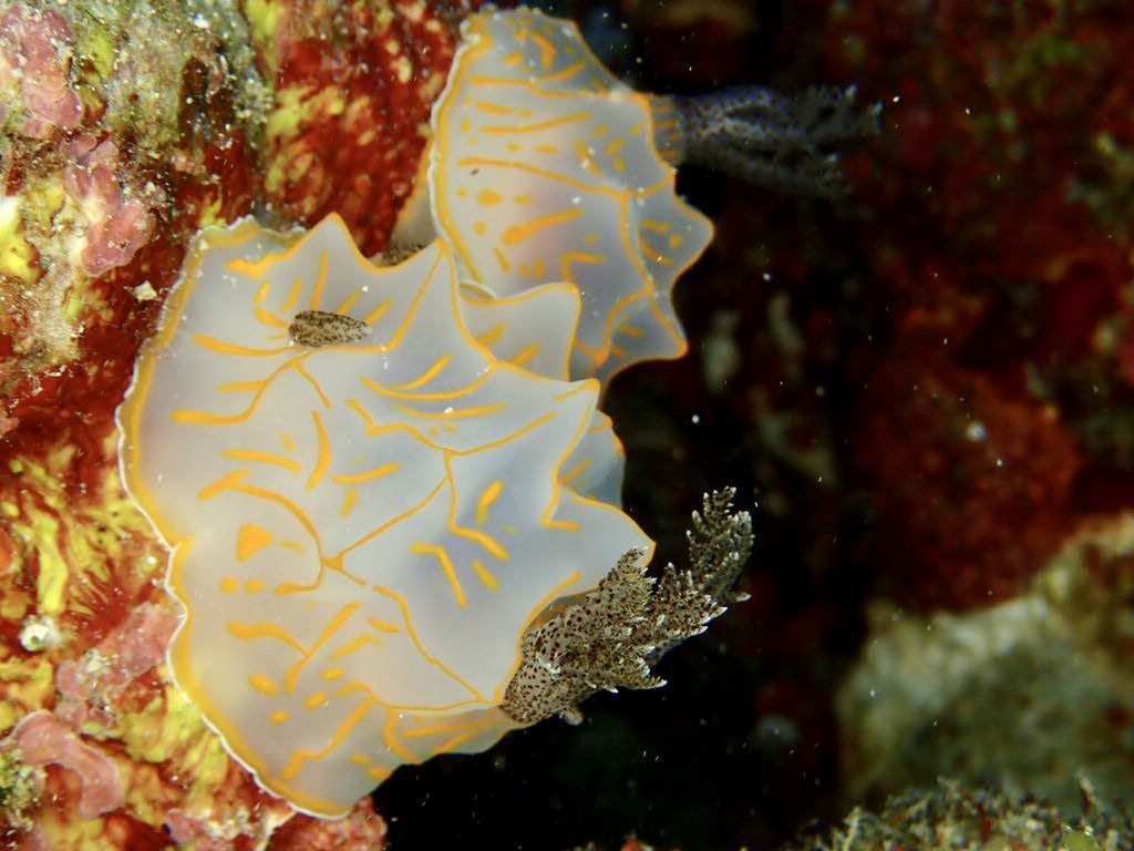 20200724伊平屋島