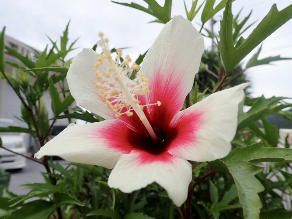 20200726伊平屋島