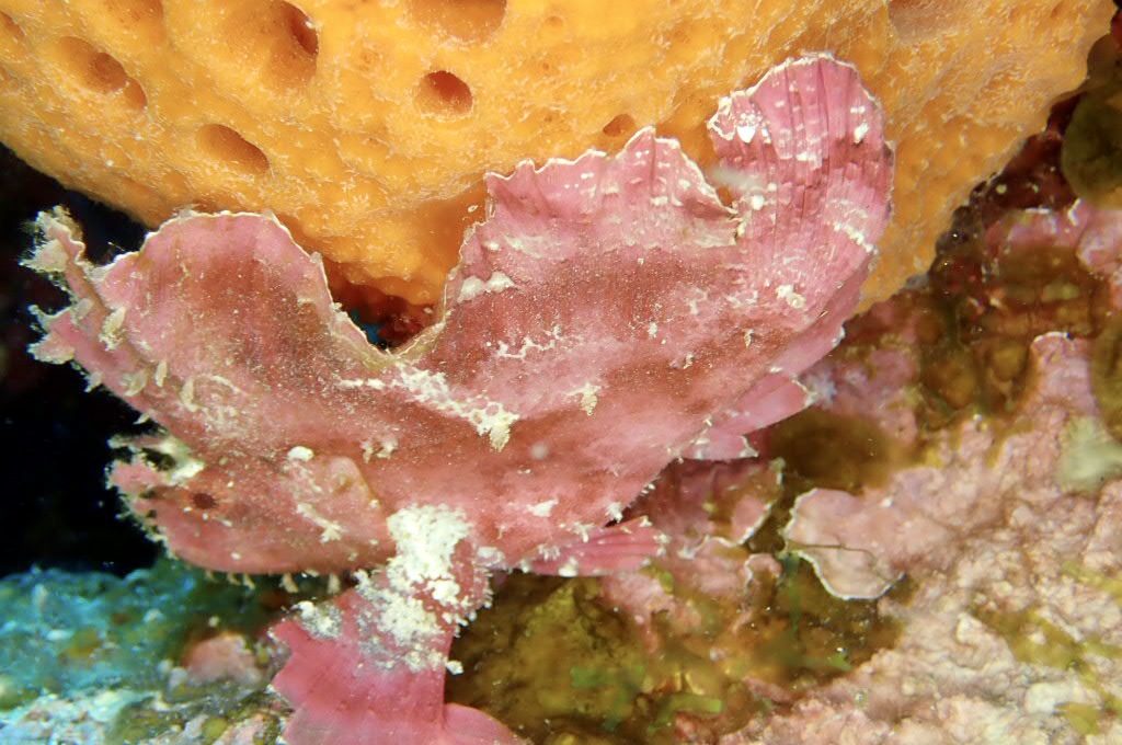 20200724伊平屋島