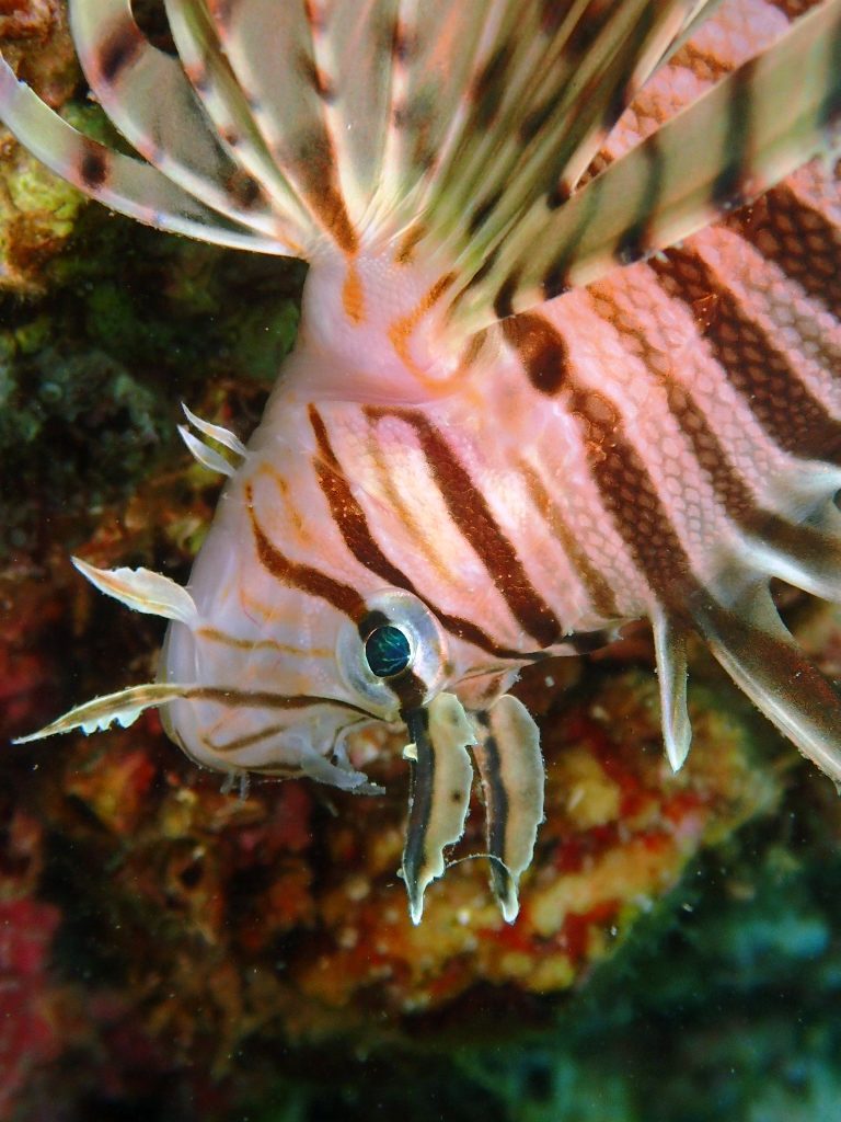 20200808恋の浦