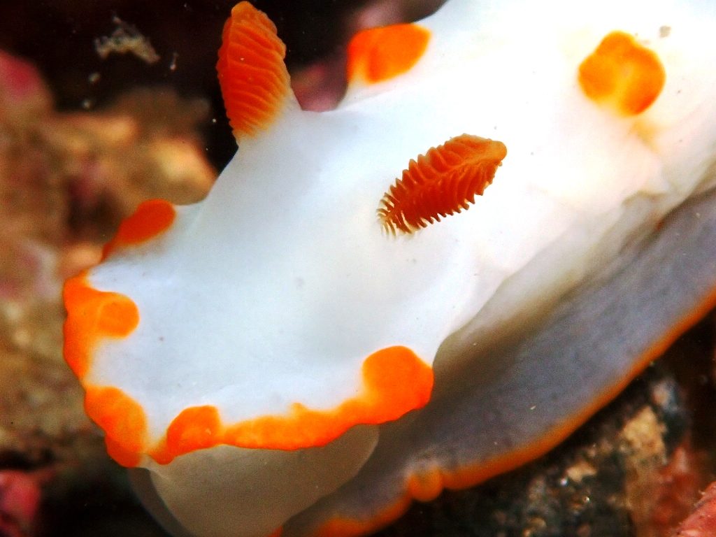 20200808恋の浦
