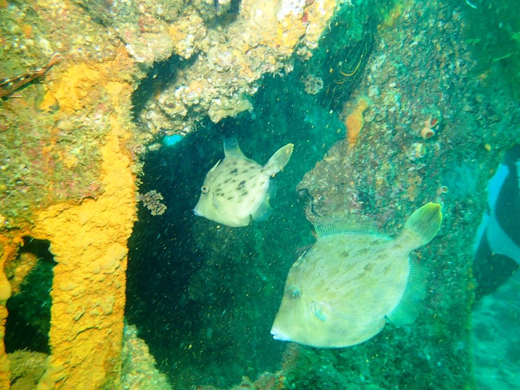 20200920蓋井沈船