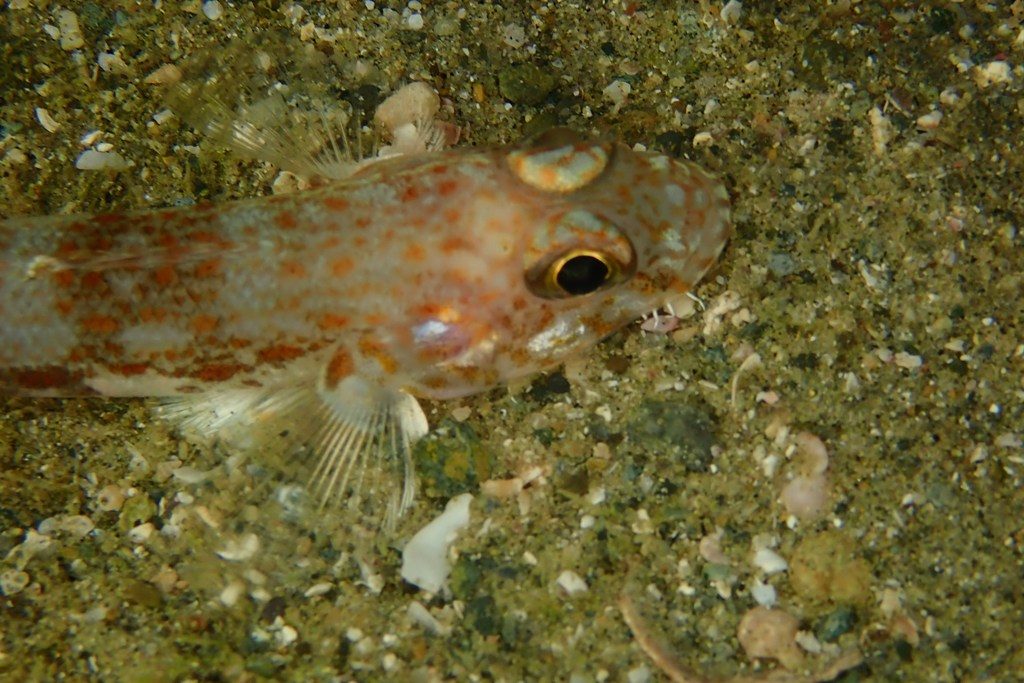 20201127恋の浦ナイト