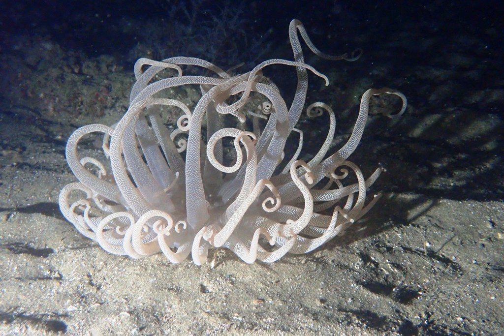 20201127恋の浦ナイト