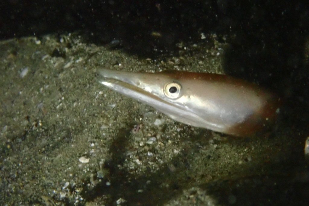 20201127恋の浦ナイト