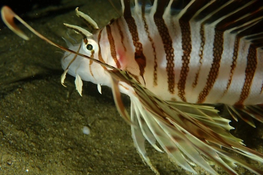 20201127恋の浦ナイト