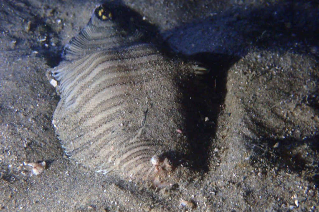 20201127恋の浦ナイト