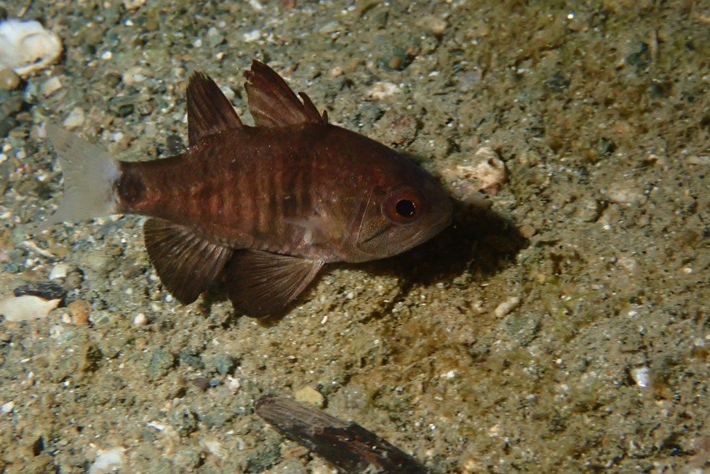 20201127恋の浦ナイト