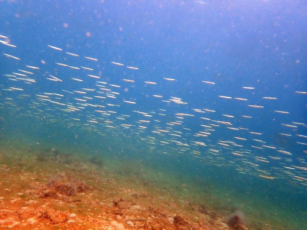 20201212恋の浦