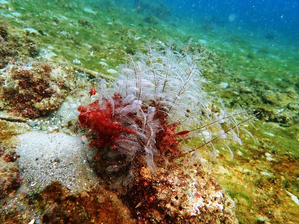 20201212恋の浦