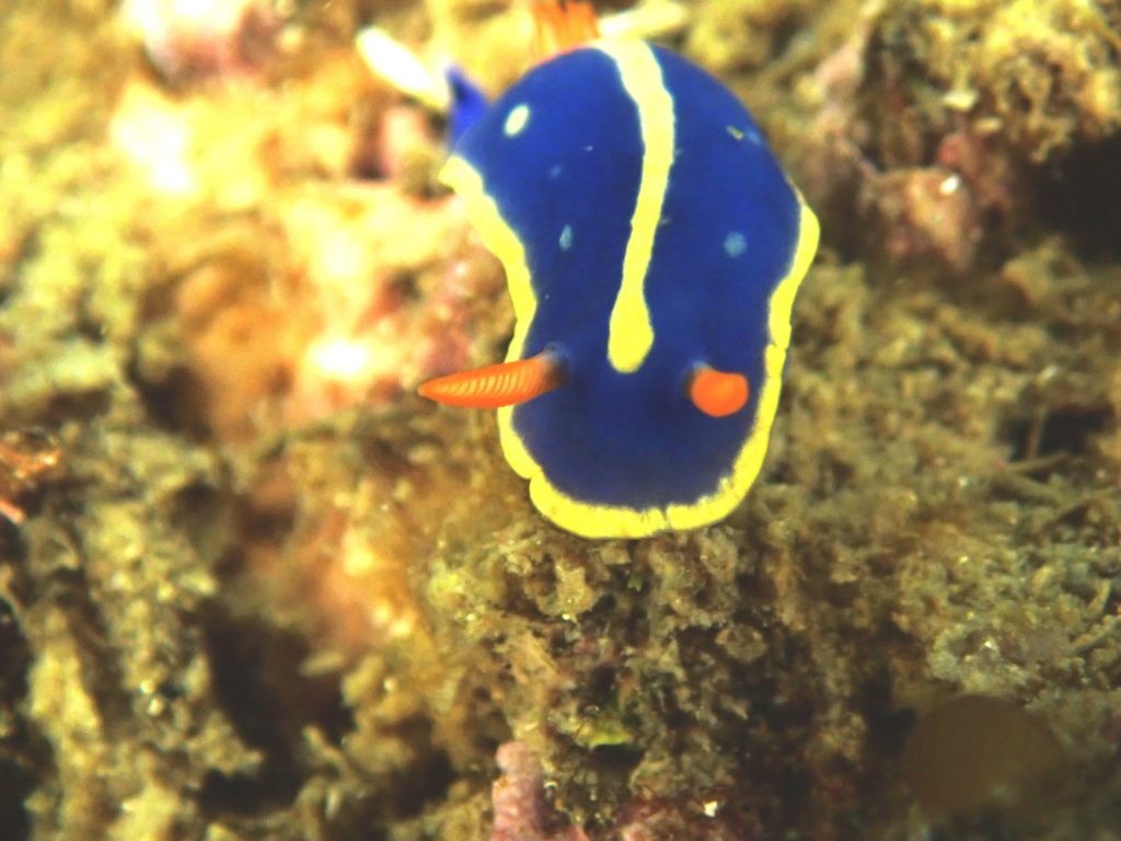 透明度は8ｍでしたよ。　　今林