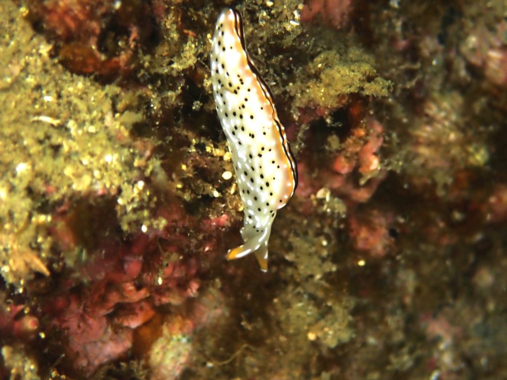 透明度は8ｍでしたよ。　　今林